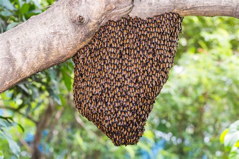 Its Spring Be On The Lookout For Bee Swarms Walterboro Live