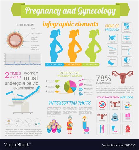 Gynecology And Pregnancy Infographic Template Vector Image
