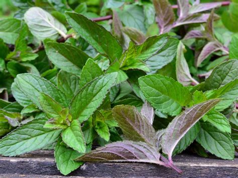 What Is Watermint How To Use Watermint Plants In The Garden