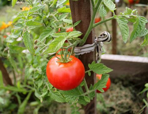 Growing Tomatoes Effectively At Home Theberrybushes
