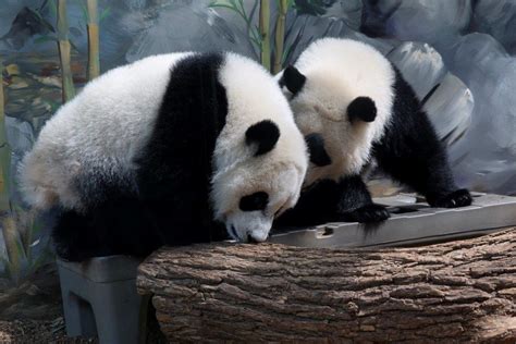 The Only Giant Panda Twins In The Us Are Turning 1 Wltz