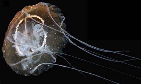 New Jellyfish Species Identified In Gulf Of Venice World News The