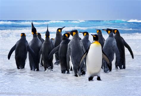 penguin kutub utara