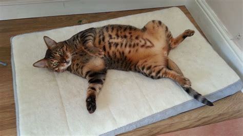 Two Bengal Cats Looking For Rehoming Indoor Cats Can Only Go Together