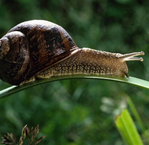 Tierreich Schnecken Schlagen Mit Ihren H Usern Um Sich Welt