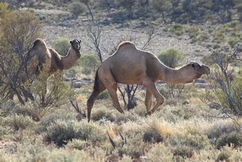 The western camel lived in western united states, southwest canada, and central mexico. Wild camels on the Canning Stock Route | Western australia ...