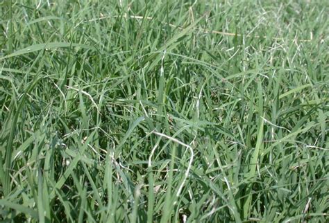 Most Common Bermudagrass Pests