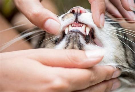 Maybe you would like to learn more about one of these? Top 9 Tips for Keeping Your Cat's Teeth Clean | PetMD