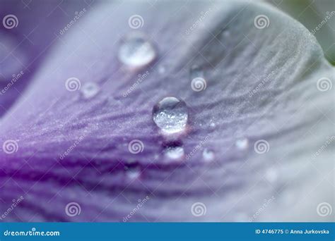 Violet Petal Stock Image Image Of Saver Macro Wallpaper 4746775