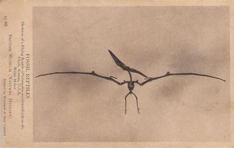 Skeleton Of The Pterosaur Pteranodon From The Late Cretaceous Of Kansas Usa 1923 Postcard