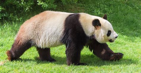 Giant Pandas Diet Behaviour And Conservation Ifaw
