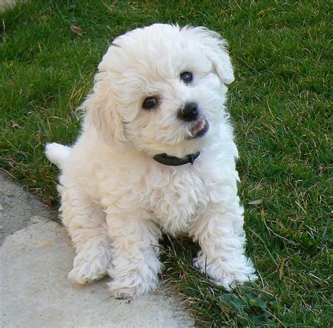 Cute Bichon Frise Puppy In White Looking At The Camerapng Bichon