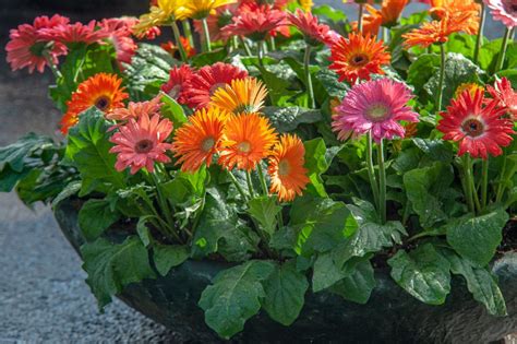 How To Care For A Gerbera Complete Gardering