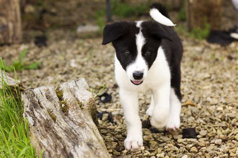 Alaskan Malamute Border Collie Mix Puppies Pets Lovers