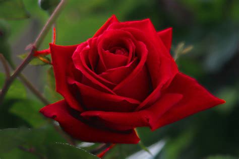 Red is the color at the end of the visible spectrum of light, next to orange and opposite violet. Romantic Flowers: Rose