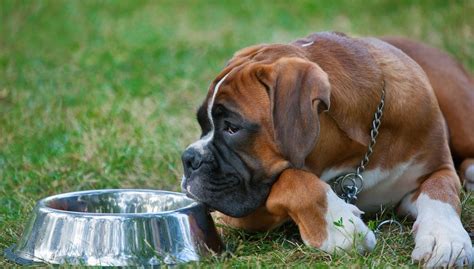The following are the most delicious, nutritious, balanced and palatable vet recommended dog food brands to check out. Best Dog Food for Boxers: 7 Vet Recommended Brands