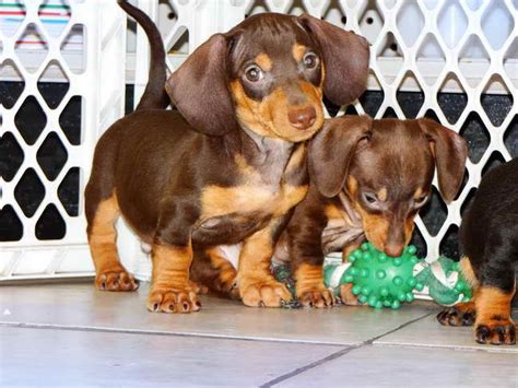 Dachshund Puppies For Sale In California Petsidi