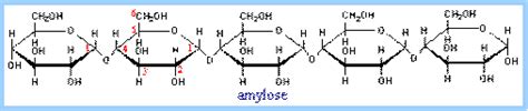 The Biologs Cape 1 Carbohydrates