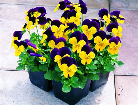 Viola Penny Yellow Jump Up Muller Seeds