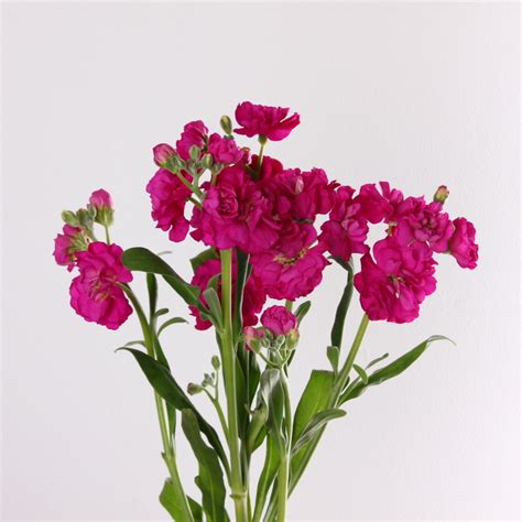 Hot Pink Spray Stock Kittelberger Wholesale Florist Webster And Rochester