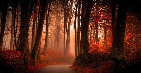 Foggy Winding Road In Autumn Forest 4k Ultra Hd Wallpaper Background