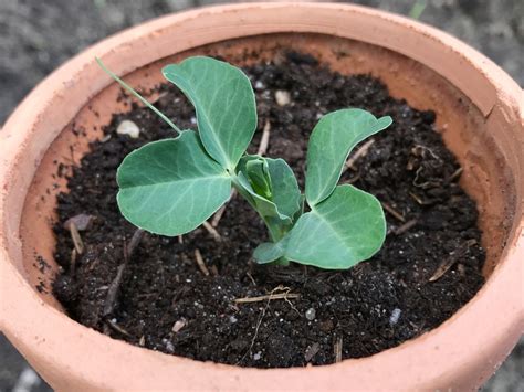 Growing Peas In Containers Tips On Potting Them Up