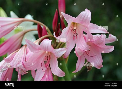 Pink Powell Hybrid Swamp Lily Crinum X Powellii Flower In Close Up