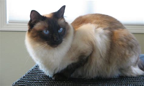 Balinese Cat What To Feed And How To Take Care