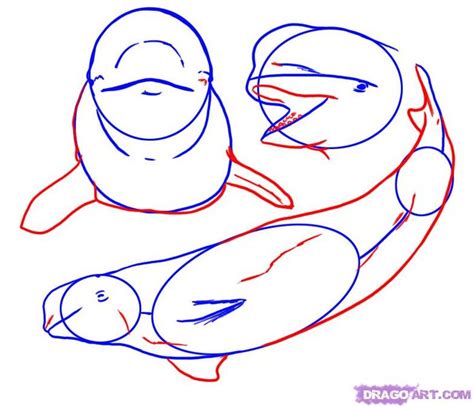 How To Draw A Beluga Whale Step By Step At Drawing Tutorials
