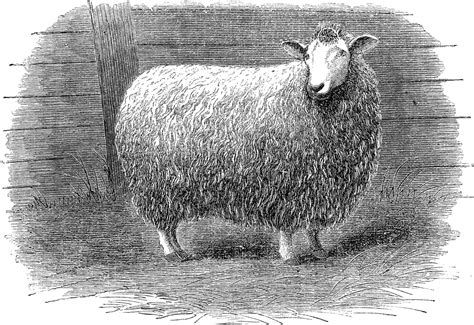 A Cross Bred Sheep Clipart Etc