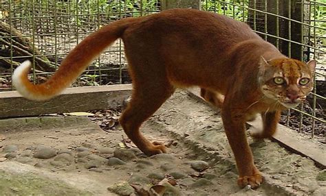 Animals Of Borneo