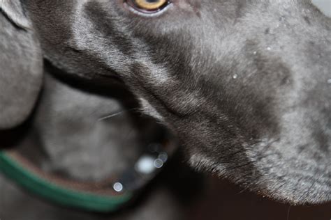 My Sweet 15 Yr Old Weimaraner Has Two Lumps On The Side Of His Face