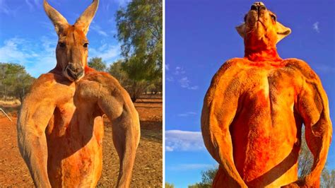 Massive Kangaroo Flaunts Buff Biceps As Photos Go Viral