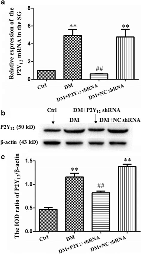 The Expression Levels Of P2y12 Receptor Mrna And Protein In Sg Of Type