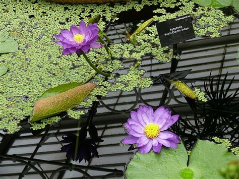 Maradhi Manni Our London Trip Kew Gardens The Green Heaven On Earth