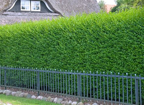 How Tall Does A Privet Hedge Grow