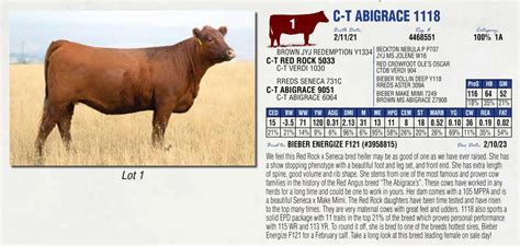 Dvauction Lot 1 Big Sky Elite Red Angus Female Sale