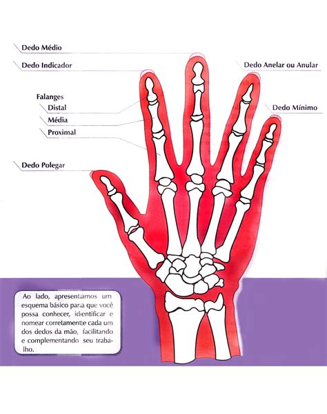 Anatomia Dos Dedos Da Mão MODISEDU