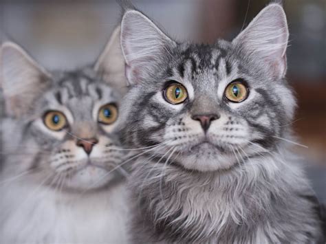√ Kucing Maine Coon Karakteristik Ciri Fakta And Cara Perawatannya
