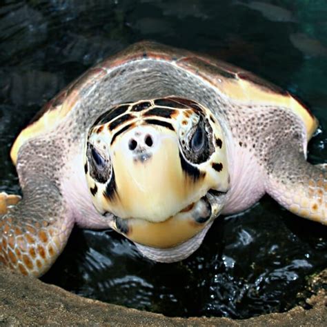 Green Sea Turtle Georgia Aquarium