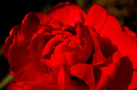 Fotos Gratis Naturaleza Abierto Pétalo Florecer Rosa Rojo Color