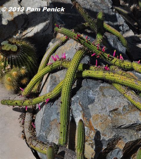 Other factors are the environment, their health, and age. Visit to Lotusland, part 5: Cactus Garden | Digging