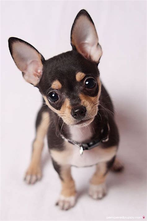 Pin By Angel Prewitt On Cute Animals Chihuahua Puppies Cute Animals