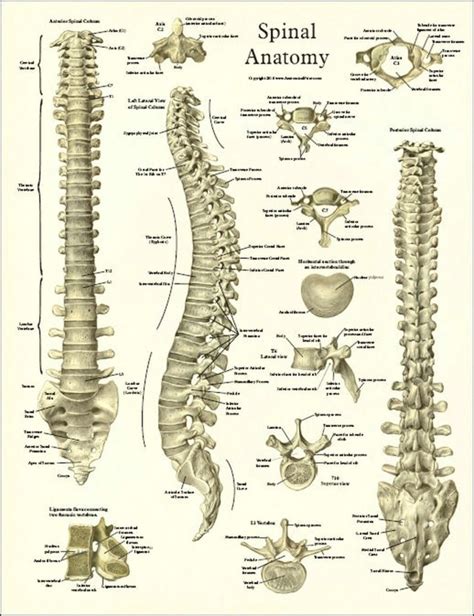 Spine Anatomy Diagram Anatomy System Human Body Anatomy Diagram And