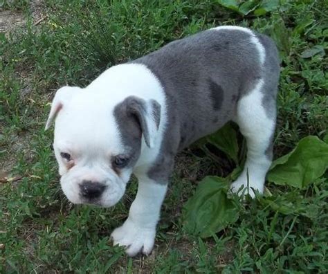Unlike some bull breeds, olde english bulldogges do not suffer restricted breathing when exposed to cold or hot temperatures, are less likely to experience joint issues, and can breed through natural ties. OLDE ENGLISH BULLDOGGE FEMALE #2, blue merle for Sale in ...