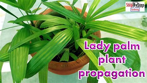 How To Grow Lady Palm Or Rhapis Palmlady Palm Plant Propagation By