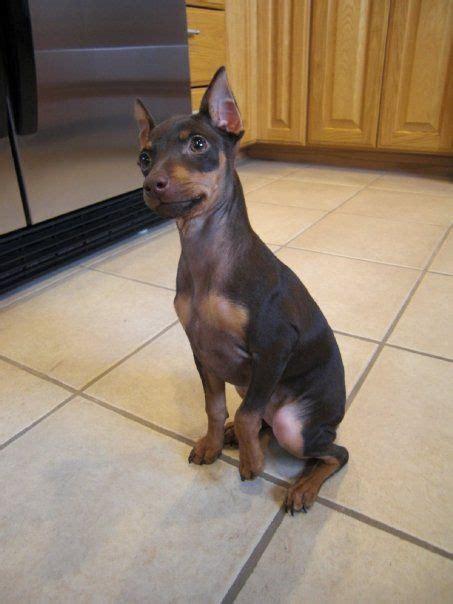 Chocolate Min Pin For Sale