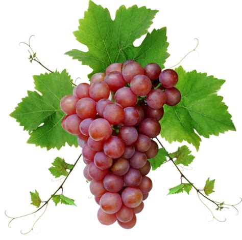 Grapes Png Image Purepng Free Transparent Cc0 Png Image Library Images