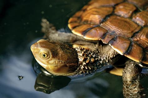 Western Swamp Tortoise Perth Zoo