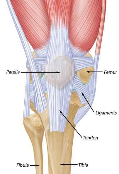 Anatomy Of Patella Bone And Spine